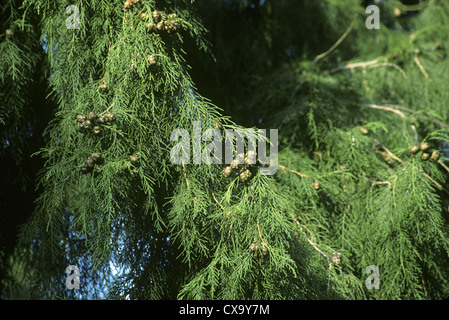 Western Himalayan (Bhutan) Cypress Cupressus torulosa (Cupressaceae) Stock Photo