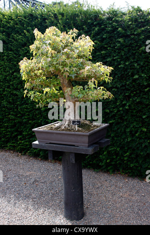 BONSAI ACER BUERGERIANUM. THREE TOOTHED MAPLE. TRIDENT MAPLE. 45 YEARS OLD. Stock Photo