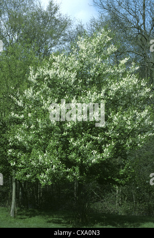 Bird Cherry Prunus padus Rosaceae Stock Photo