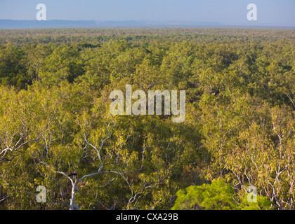 View of the forest surrounding Nourlangie Rock, Kakadu National Park, Northern Territory Stock Photo