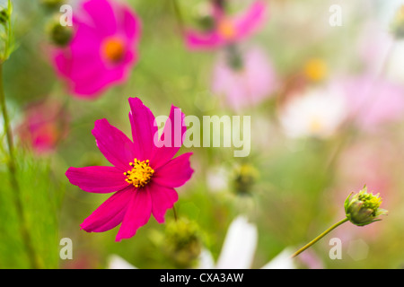 Summer flower of garden with shallow depth of field Stock Photo