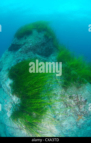 Dense thickets of  Seagrass Zostera grows on top of a rock on the blue water background
