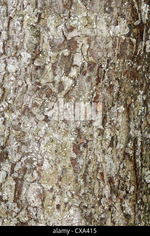 Wild Service-tree Sorbus torminalis Rosaceae Stock Photo