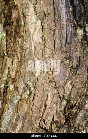 Crack-willow Salix fragilis Salicaceae Stock Photo