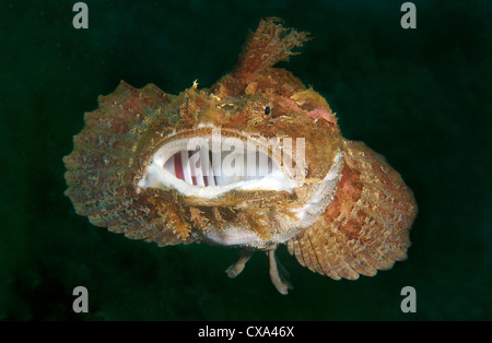 Sea Raven (Hemitripterus villosus) Japan sea, Far East, Primorsky Krai ...