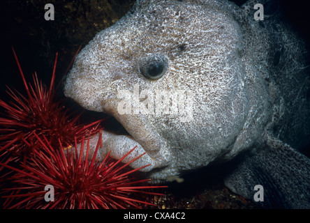 Wolf-Eel (Anarrichthys ocellatus) eating Red Sea Urchin (Strongylocentrotus franciscanus). Queen Charlotte Strait, Canada Stock Photo