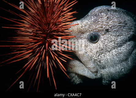 Wolf-Eel (Anarrichthys ocellatus) eating Red Sea Urchin (Strongylocentrotus franciscanus). Queen Charlotte Strait, Canada Stock Photo