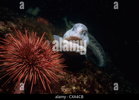 Wolf-Eel (Anarrichthys ocellatus) eating Red Sea Urchin (Strongylocentrotus franciscanus). Queen Charlotte Strait, Canada Stock Photo