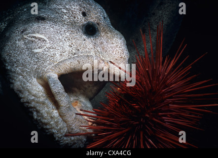 Wolf-Eel (Anarrichthys ocellatus) eating Red Sea Urchin (Strongylocentrotus franciscanus). Queen Charlotte Strait, Canada Stock Photo