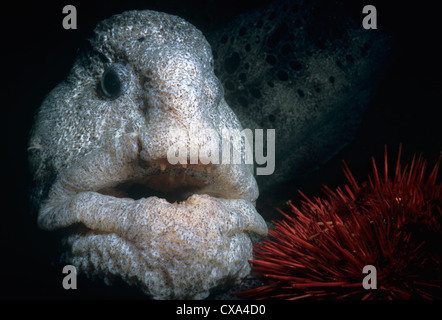 Wolf-Eel (Anarrichthys ocellatus) eating Red Sea Urchin (Strongylocentrotus franciscanus). Queen Charlotte Strait, Canada Stock Photo