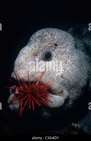 Wolf-Eel (Anarrichthys ocellatus) eating Red Sea Urchin (Strongylocentrotus franciscanus). Queen Charlotte Strait, Canada Stock Photo