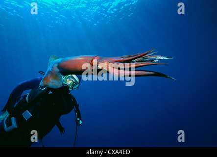 Diver observes Deep Sea Squid (Symplectoteuthis oualensis). Eilat, Israel, Red Sea Stock Photo