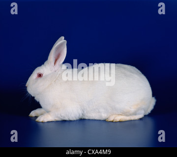 NEW ZEALAND WHITE RABBIT Stock Photo