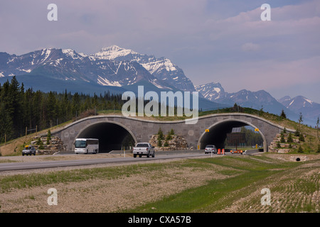 ALBERTA, CANADA - Wildlife overpass on Route 1 in Banff National Park, near town of Temple. Stock Photo