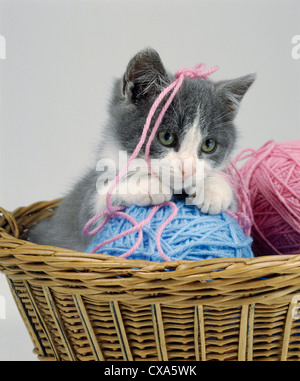 GRAY AND WHITE KITTEN PLAYING WITH YARN IN BASKET / PENNSYLVANIA Stock Photo