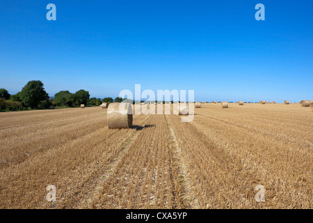 An agricultural landscape with round bales in a golden stubble field and background trees under a clear blue sky Stock Photo