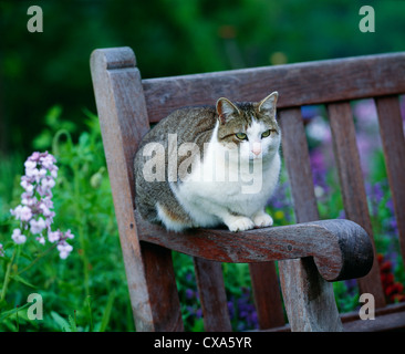 TABBY CAT ON GARDEN BENCH / PENNSYLVANIA Stock Photo