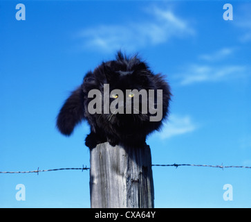 LONG-HAIRED BLACK CAT PERCHED ON FENCEPOST / PENNSYLVANIA Stock Photo