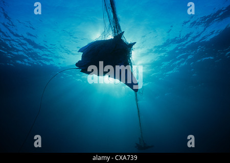 Manta Ray (Manta birostris) caught in gill net. Huatabampo, Mexico, Sea of Cortez, Pacific Ocean Stock Photo