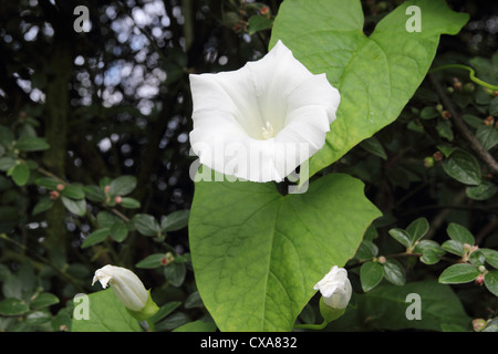 Hedge Bindweed ( Calystegia sepium ) in flower, UK Stock Photo