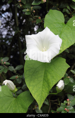 Hedge Bindweed ( Calystegia sepium ) in flower, UK Stock Photo