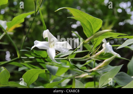 Common White Jasmine ( Jasminum officinale ), UK Stock Photo