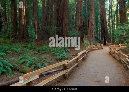 Towering redwood trees in California.