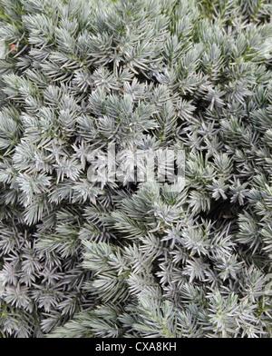 Juniper ( Juniperus squamata ) cultivar 'Blue Star' Stock Photo