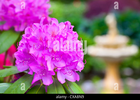 Lavender pink azalea plant in the foreground with a defocused water fountain in the background of a springtime garden. Stock Photo