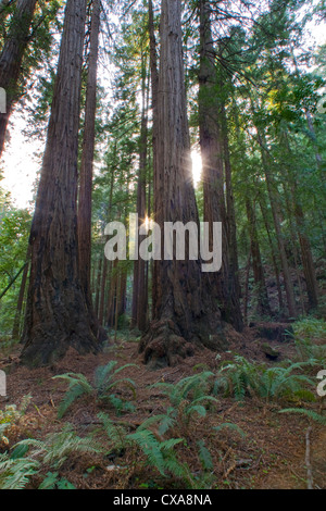 Towering redwood trees in California.