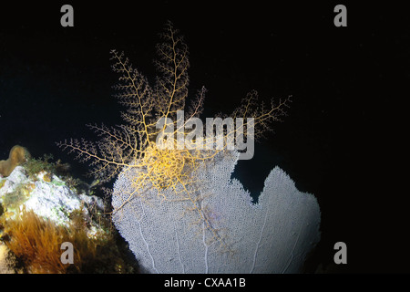 A basket star rests on a sea fan coral on a night dive at Roatan, off the coast of Honduras. Stock Photo