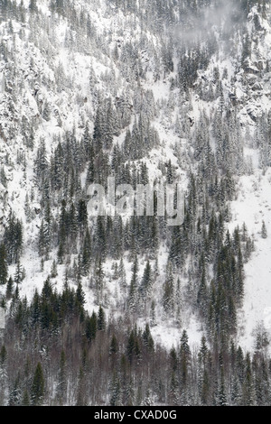 Trees in winter on a mountain side near Nakusp, British Columbia Stock Photo