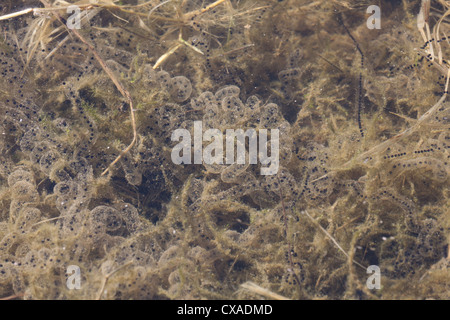 American toad eggs