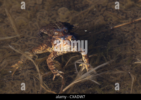 American toads spawning