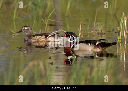 Drake and hen wood ducks Stock Photo