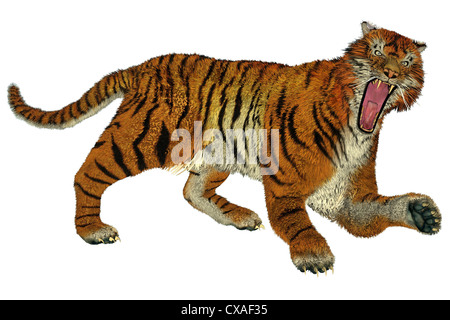 Big beautiful tiger raging in white background Stock Photo