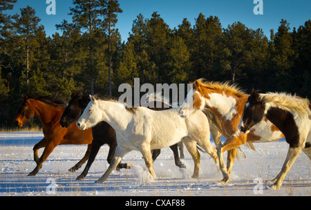 Horses running on a snow covered field on a ranch in northeastern Wyoming Stock Photo