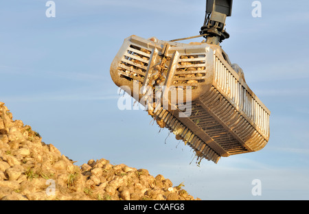 close up on a agricultural loader full of sugar beet Stock Photo