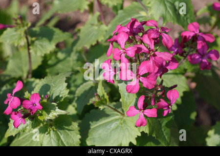 Annual Honesty (Lunaria annua) flowering in garden. Powys, Wales. March. Stock Photo