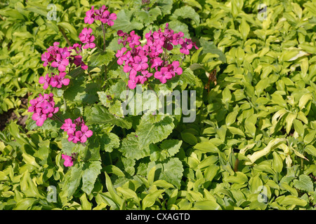 Annual Honesty (Lunaria annua) flowering in garden. Powys, Wales. March. Stock Photo