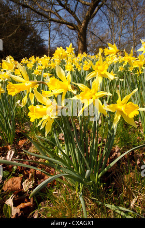Daffodils (Narcissus sp) flowering under Cherry trees in a garden. Powys, Wales. March Stock Photo