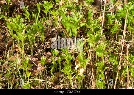 Dogs Mercury (Mercurialis perennis) flowering. Powys, Wales. March Stock Photo