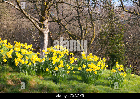 Daffodils (Narcissus sp) flowering in a woodland garden. Powys, Wales. March Stock Photo