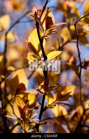 Expanding shoots of Spiraea japonica 'Golden Princess' in early Spring. Garden shrub. Powys, Wales. March Stock Photo