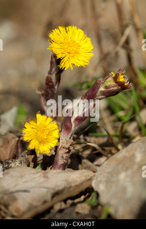 Coltsfoot (Tussilago farfara) flowering. Powys, Wales. March Stock Photo