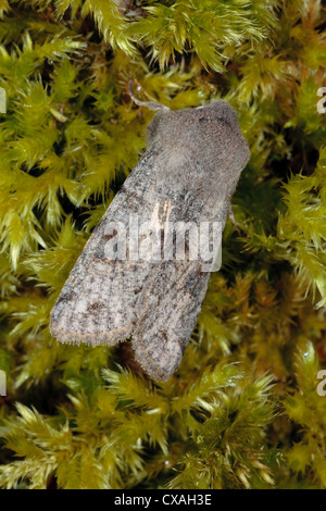 Clouded Drab moth (Orthosia incerta) resting on moss. Powys, Wales. April Stock Photo