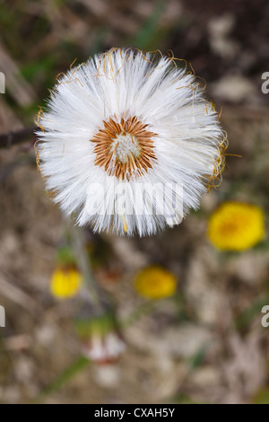 Seedhead of Coltsfoot (Tussilago farfara). Shropshire, England. April. Stock Photo