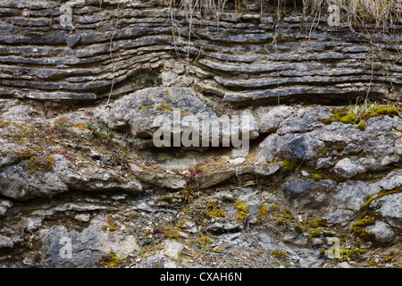 Silurian limestone in a quarry on Wenlock Edge, showing layered bedding over a reef formation. Knowle Quarry. Shropshire. Stock Photo