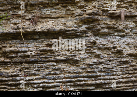 Silurian limestone in a quarry on Wenlock Edge, showing layered bedding. Knowle Quarry. Shropshire, England. Stock Photo