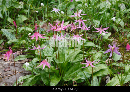 Dog's Tooth Violets (Erythronium sp.) flowering in a garden. Powys, Wales. April. Stock Photo